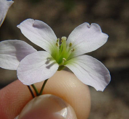 Cardamine_douglassii_flower.jpg