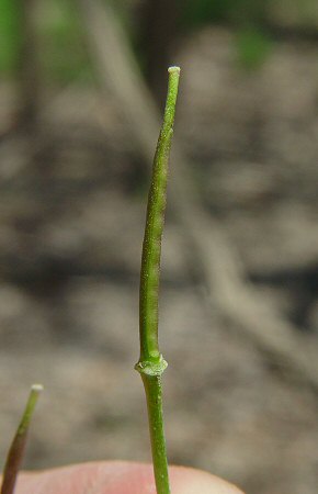 Cardamine_douglassii_fruit.jpg