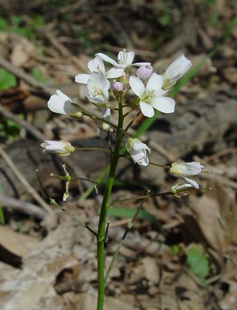 Cardamine_douglassii_inflorescence.jpg