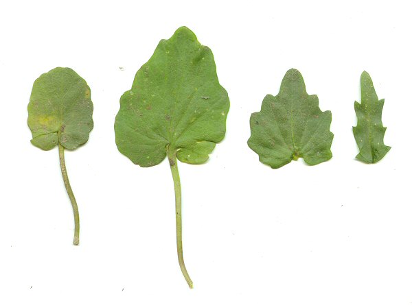 Cardamine_douglassii_leaves.jpg