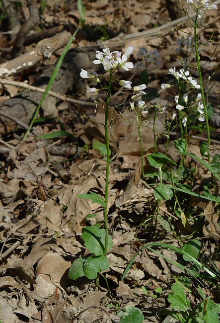 Cardamine_douglassii_plant.jpg