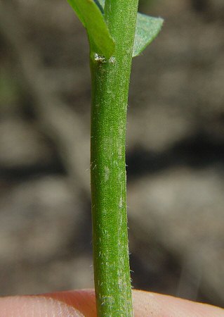 Cardamine_douglassii_stem.jpg