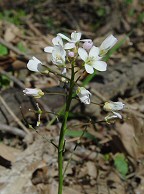 Cardamine douglassii thumbnail