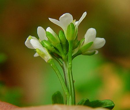 Cardamine_hirsuta_calyx.jpg