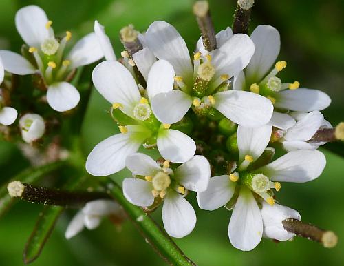 Cardamine_hirsuta_corollas.jpg