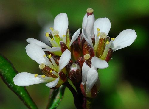 Cardamine_hirsuta_flowers2.jpg