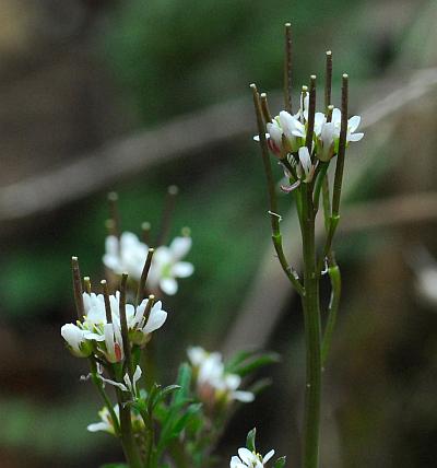 Cardamine_hirsuta_inflorescence.jpg