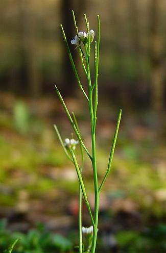 Cardamine_hirsuta_infructescence.jpg