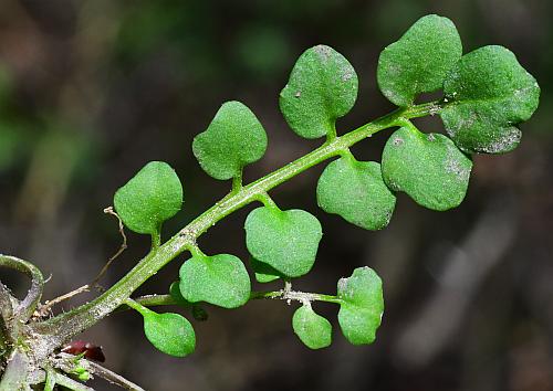 Cardamine_hirsuta_leaf1.jpg