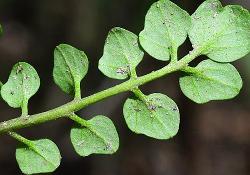 Cardamine_hirsuta_leaf2.jpg