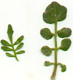 Cardamine_hirsuta_leaves.jpg