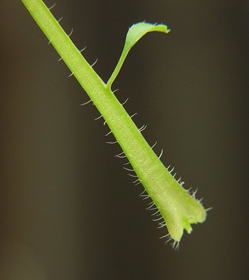 Cardamine_hirsuta_petiole.jpg