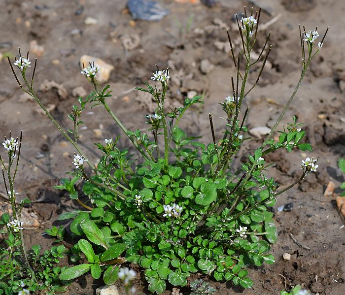 Cardamine_hirsuta_plant.jpg