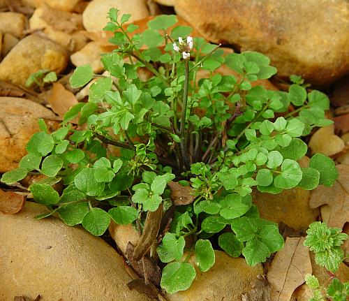 Cardamine_hirsuta_rosette.jpg