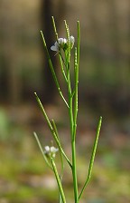 Cardamine hirsuta thumbnail