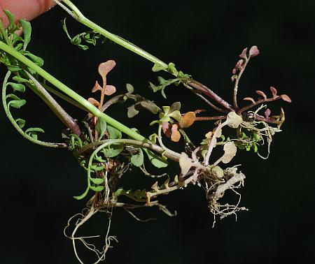 Cardamine_parviflora_basals.jpg