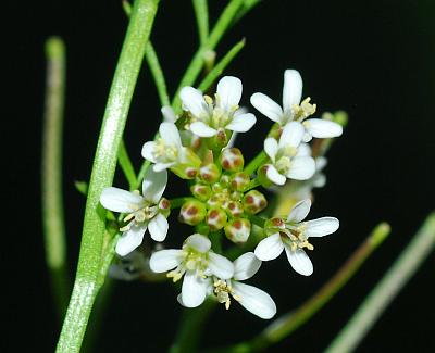 Cardamine_parviflora_corollas.jpg