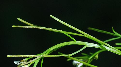 Cardamine_parviflora_fruits.jpg