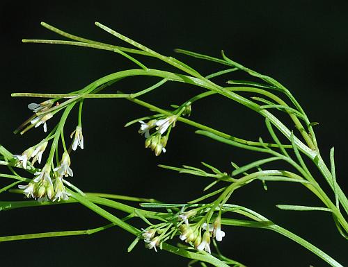 Cardamine_parviflora_inflorescence.jpg