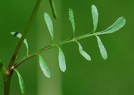 Cardamine_parviflora_leaf1.jpg