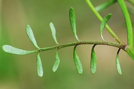 Cardamine_parviflora_leaf2a.jpg