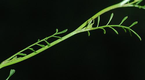 Cardamine_parviflora_leaves.jpg