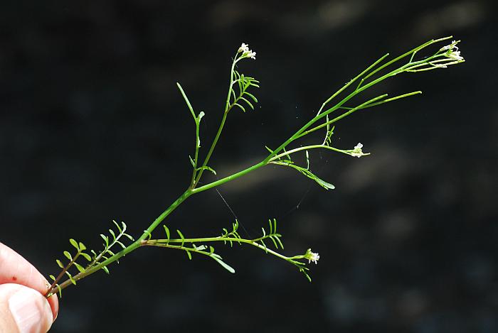 Cardamine_parviflora_plant2.jpg