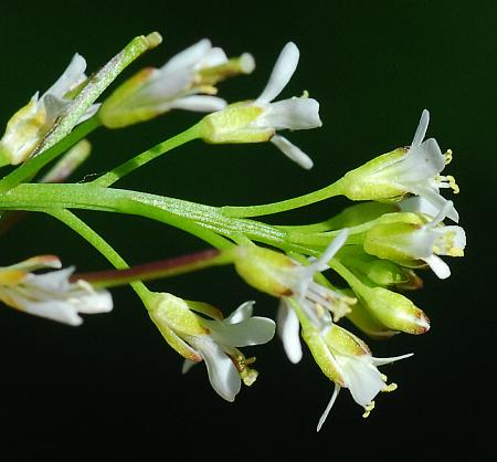 Cardamine_parviflora_sepals.jpg