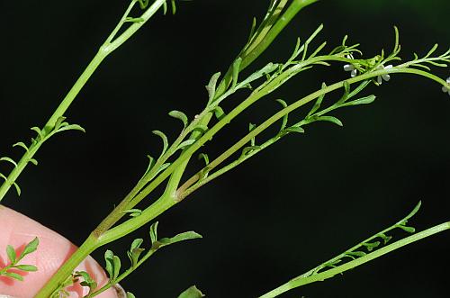 Cardamine_parviflora_stems.jpg