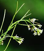 Cardamine parviflora thumbnail