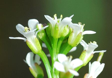 Cardamine_pensylvanica_calyx2.jpg