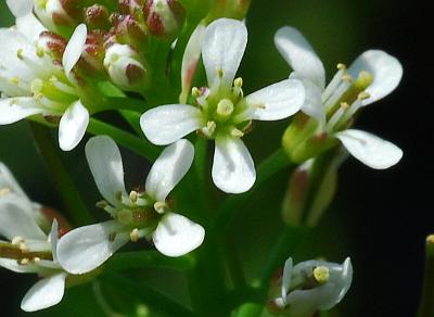 Cardamine_pensylvanica_flowers.jpg