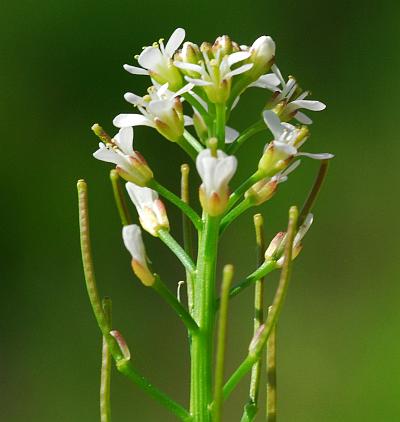 Cardamine_pensylvanica_inflorescence.jpg