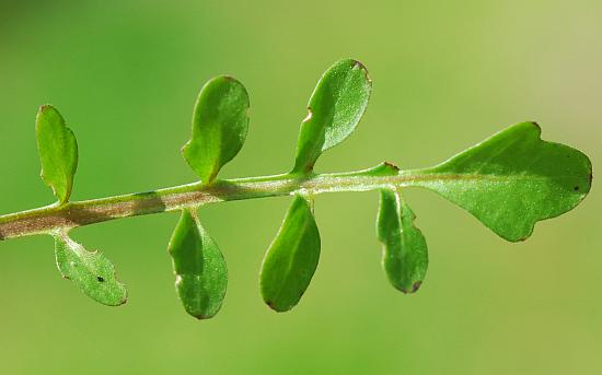 Cardamine_pensylvanica_leaf1.jpg