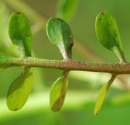 Cardamine_pensylvanica_leaf2.jpg