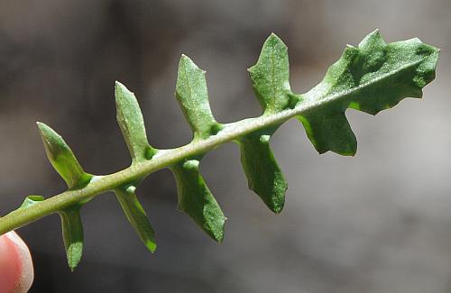 Cardamine_pensylvanica_leaf2a.jpg