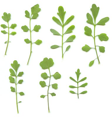 Cardamine_pensylvanica_leaves.jpg