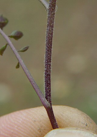 Cardamine_pensylvanica_stem2.jpg