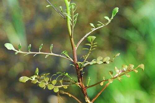 Cardamine_pensylvanica_stem3.jpg