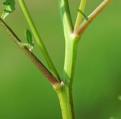 Cardamine_pensylvanica_stem4.jpg