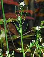 Cardamine pensylvanica thumbnail