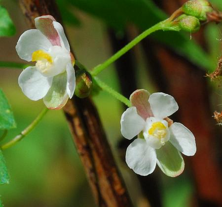 Cardiospermum_halicacabum_flowers.jpg