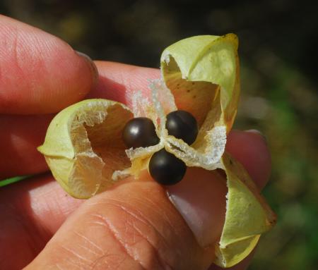 Cardiospermum_halicacabum_fruit.jpg