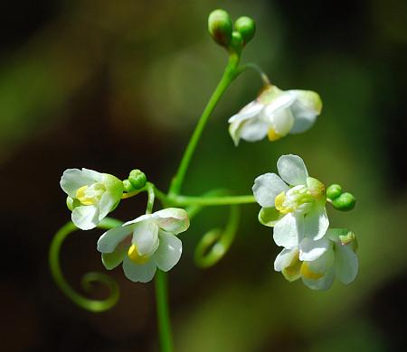 Cardiospermum_halicacabum_inflorescence.jpg