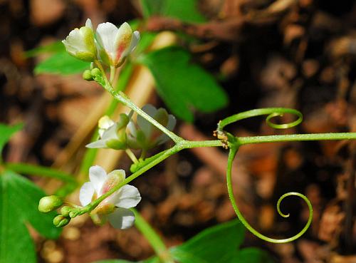 Cardiospermum_halicacabum_inflorescence2.jpg