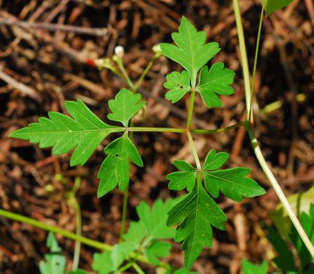 Cardiospermum_halicacabum_leaf.jpg