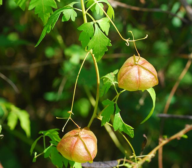 Cardiospermum_halicacabum_plant.jpg