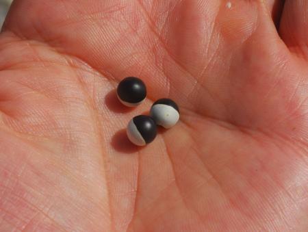 Cardiospermum_halicacabum_seeds.jpg