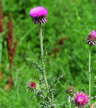 Carduus_nutans_inflorescence.jpg