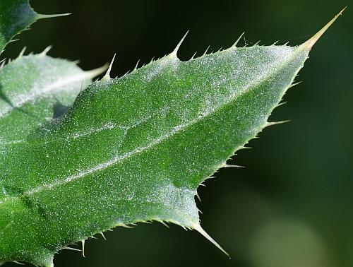 Carduus_nutans_leaf1a.jpg